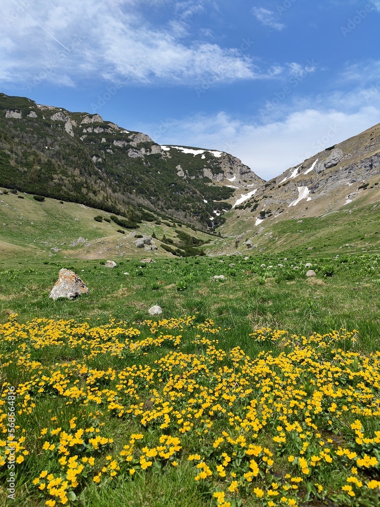 Obraz premium Alpine meadow in the mountains - springtime