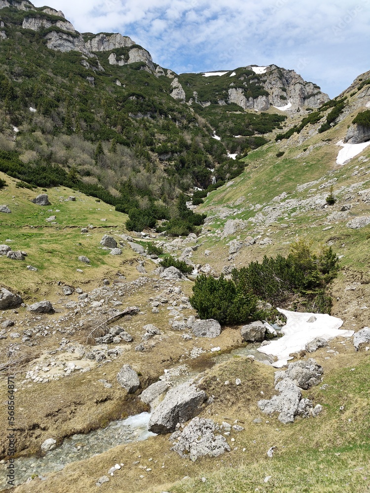 Alpine meadow in the mountains - springtime Alpine meadow in the mountains - springtime