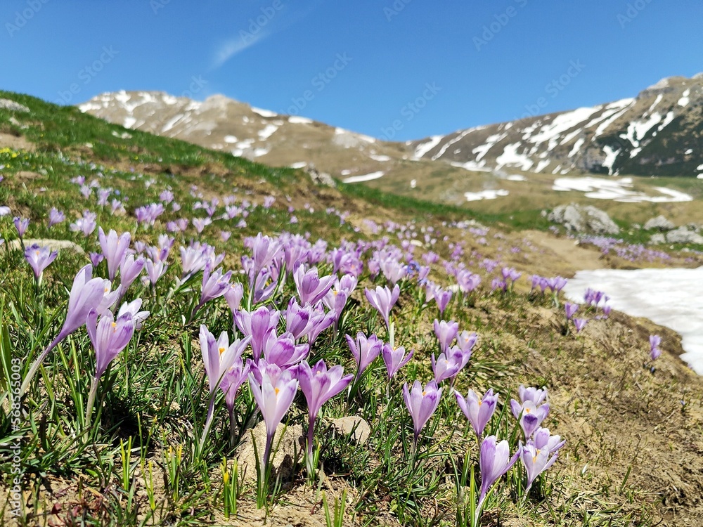 Obraz premium Violet crocus flowers with mountains covered with snow in the background.