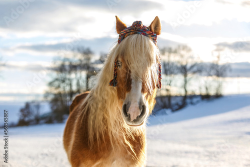 Cute and funny portrait of a haflinger horse gelding wearing a beanie cap in front of a snowy rural winter landscape outdoors