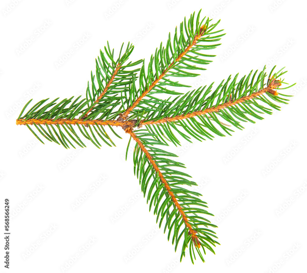 Green branch of a Christmas tree isolated on a white background. Green branch of a Christmas tree isolated on a white background.