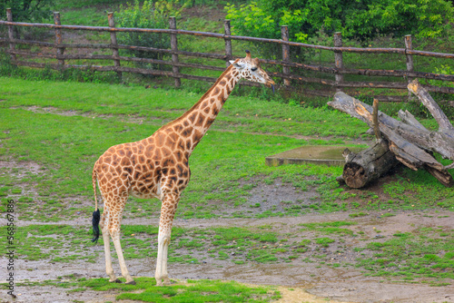 Very beautiful giraffe. Background with selective focus and copy space