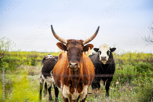 cows in the meadow