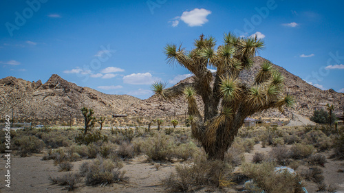 joshua tree national park