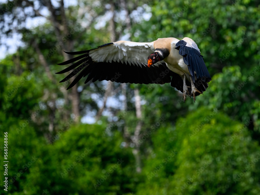 Fototapeta premium King Vulture in flight landing against dark green background