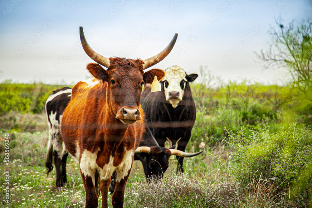 cow on the meadow