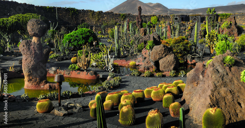 Cactus garden on Lanzarote, different kinds of cactuses in different colours, shapes and sizes photo