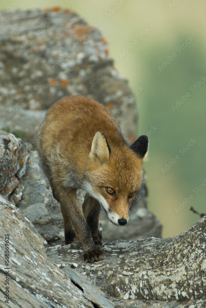 Wild little Red fox (Vulpes vulpes) looking for food on the edge of a cliff in the Italian Alps on a summer morning, August.