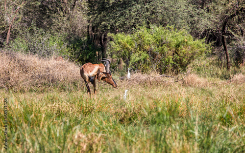 single male Tsessebe antelope scratching his ear © poco_bw