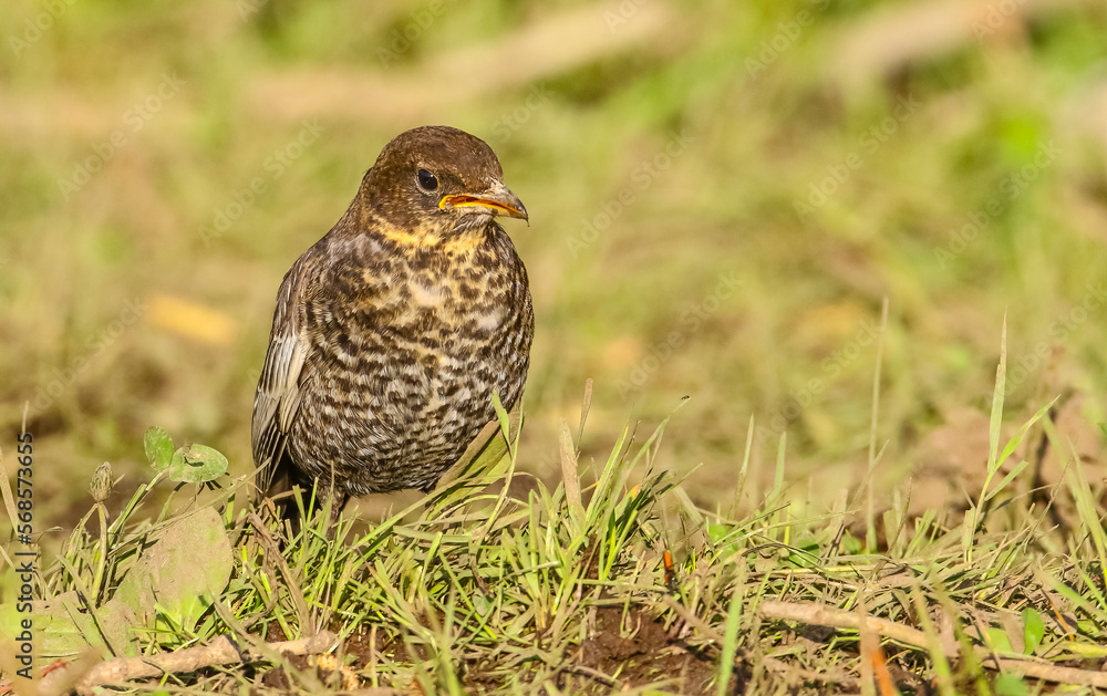 Ring Ouzel (Turdus torquatus) is a species of birds live in the area near the Black Sea and the province of Kayseri in Turkey. Ring Ouzel (Turdus torquatus) is a species of birds live in the area near the Black Sea and the province of Kayseri in Turkey.