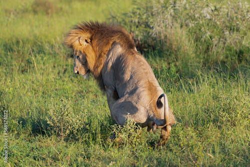 Photography African lion - Panthera leo, male defecating in grass