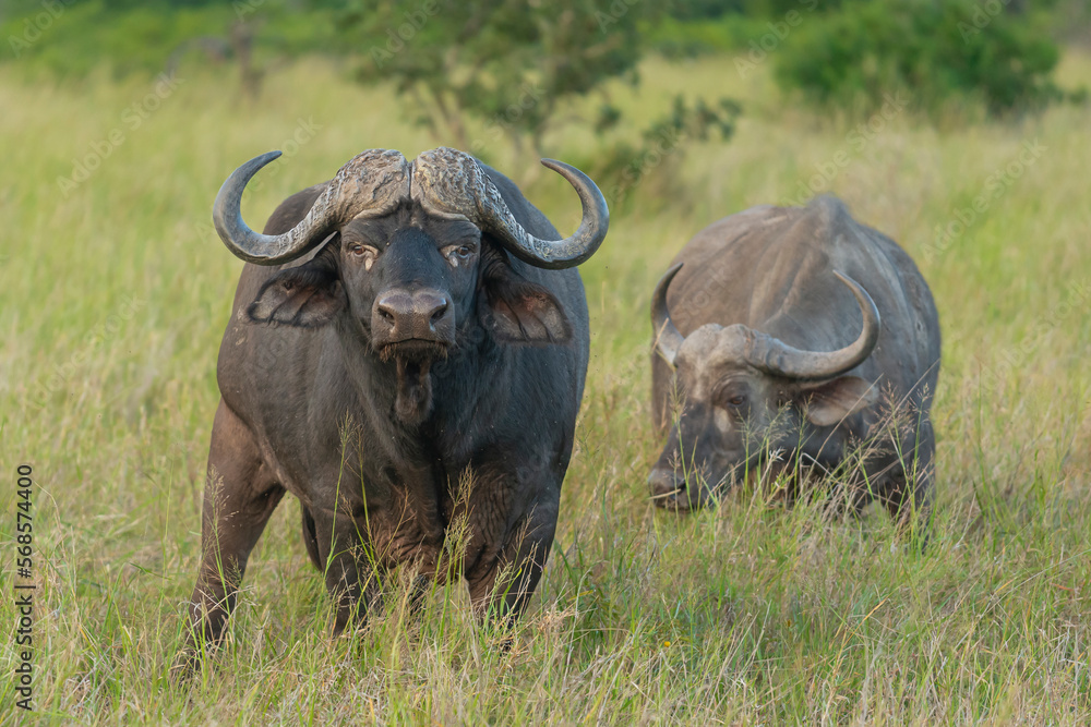 Obraz premium African buffalo - Syncerus caffer also called Cape buffalo in green grass. Photo from Kruger National Park in South Africa.