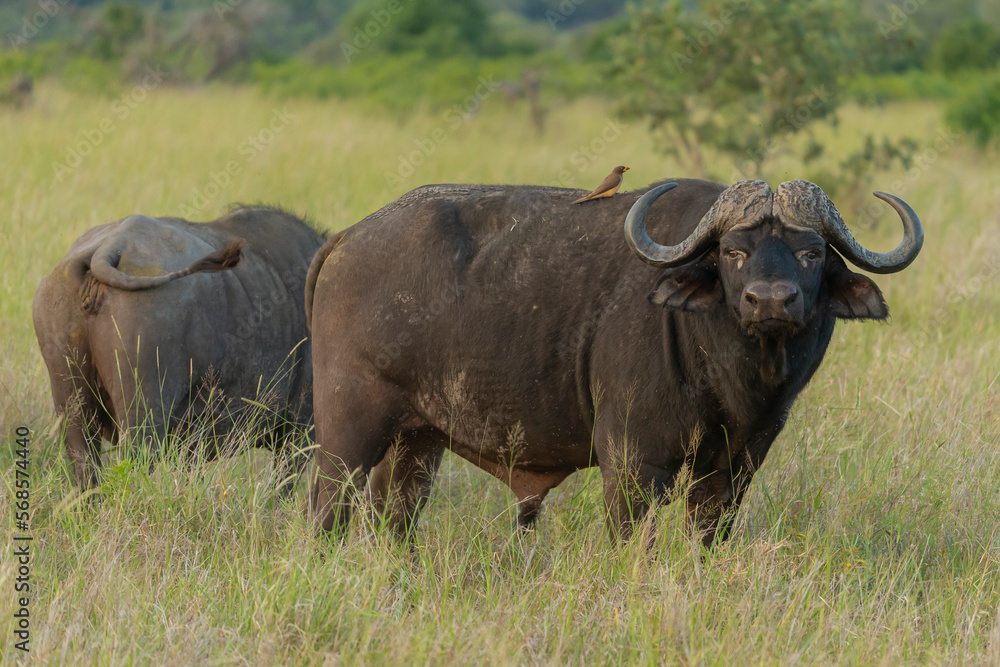 African buffalo - Syncerus caffer also called Cape buffalo in green grass. Photo from Kruger National Park in South Africa. African buffalo - Syncerus caffer also called Cape buffalo in green grass. Photo from Kruger National Park in South Africa.