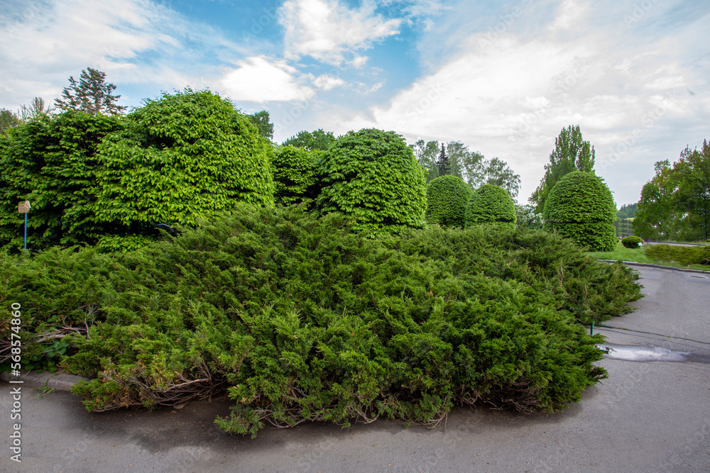 Amazing Cossack Juniper and  other trees and bushes in 1 May In Kiev Botanical Garden in Ukraine in Kyiv