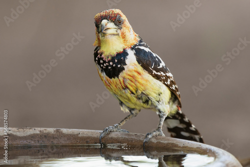 Crested barbet - Trachyphonus vaillantii drinking water with brown backgroud. Photo from Kruger National Park in South Afrcia. photo