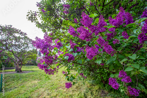 Purple Lilac blossoms  of lilac trees  in Botanical park of Grivko  in Kyiv