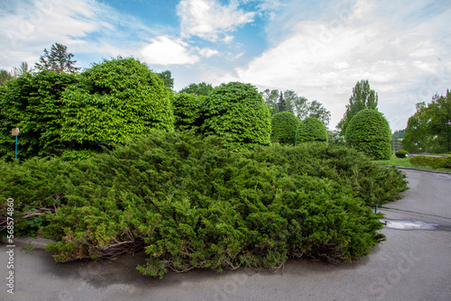 Amazing Cossack Juniper and other trees and bushes in 1 May In Kiev Botanical Garden in Ukraine in Kyiv