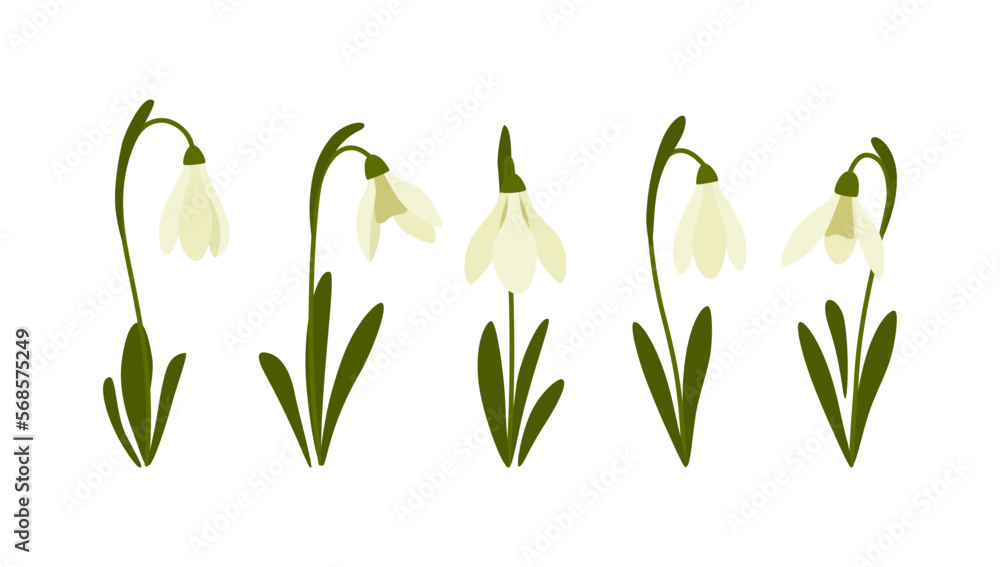 Vector illustration of snowdrop. Spring flowers. Vector illustration of snowdrop. Spring flowers.