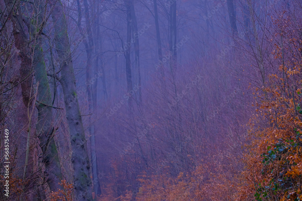Obraz premium Mysterious misty forest at dusk. Autumn fogs in Bad Pyrmont in Germany.