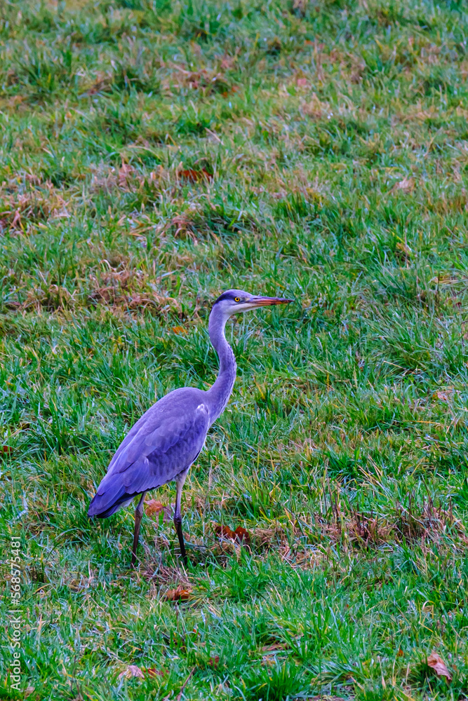 Fototapeta premium Grey Heron - Ardea cinerea, large common gray heron standing in front of agricultural field in Bad Pyrmont in Germany.