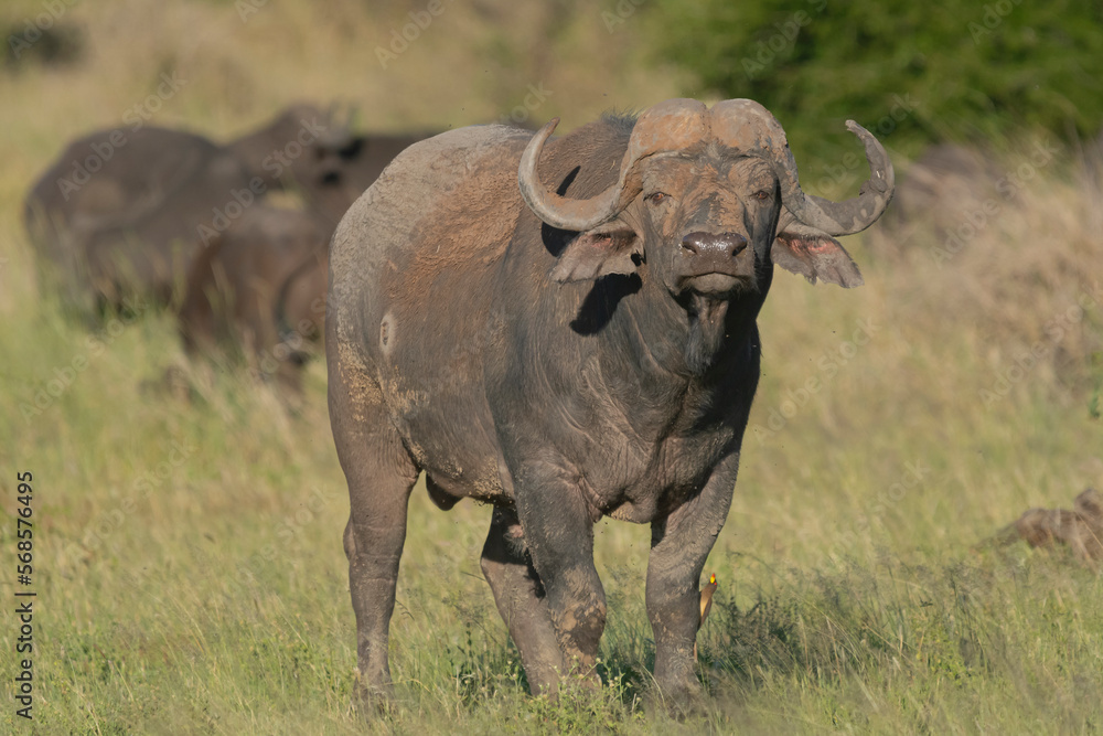 Obraz premium African buffalo - Syncerus caffer also called Cape buffalo in green grass with oxpecker on leg. Photo from Kruger National Park in South Africa.