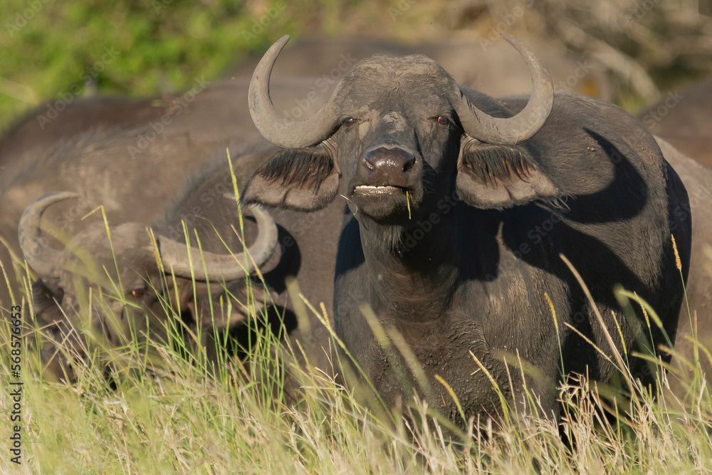Obraz premium African buffalo - Syncerus caffer also called Cape buffalo in green grass. Photo from Kruger National Park in South Africa.