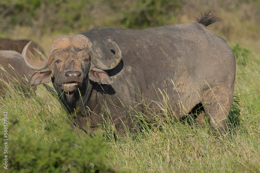 Obraz premium African buffalo - Syncerus caffer also called Cape buffalo in green grass. Photo from Kruger National Park in South Africa.