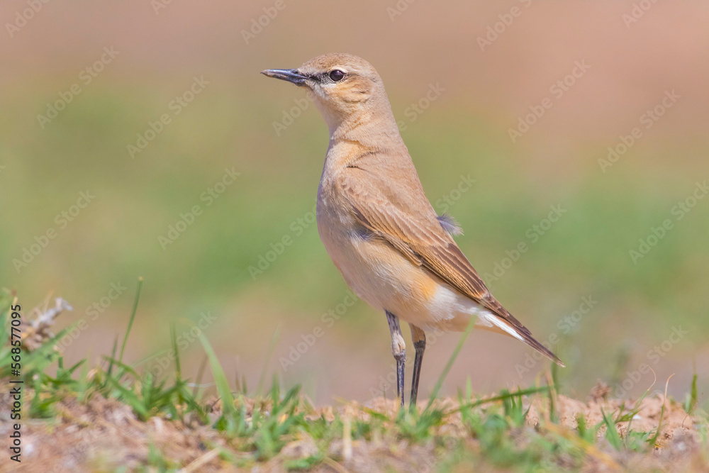 Isabelline Wheatear (Oenanthe isabellina) is a kind of bird that feeds on insects and sometimes makes its nests in the tunnels and sometimes in the stones. Isabelline Wheatear (Oenanthe isabellina) is a kind of bird that feeds on insects and sometimes makes its nests in the tunnels and sometimes in the stones.