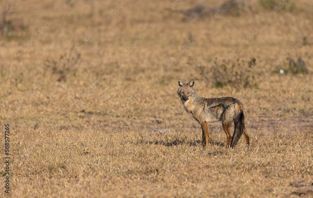 A side-striped jackal, Lupulella adusta, stands in short grass A side-striped jackal, Lupulella adusta, stands in short grass