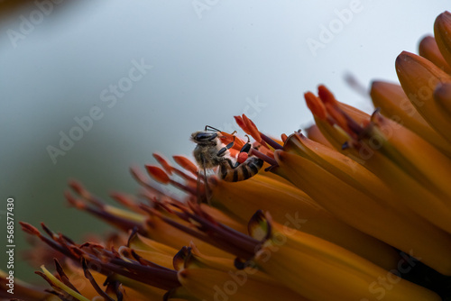 A hover fly, Syrphidae, sources nectar from an aloe flower, Aloe maculata. photo