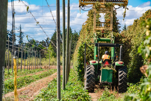 Tractor Harvesting Hops From Field photo