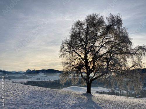 Winterbaum am Etzelhang