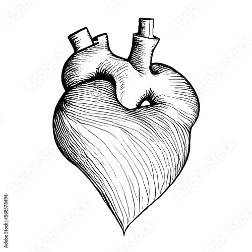 Hand drawn heart muscle - black lines sketch on white background
