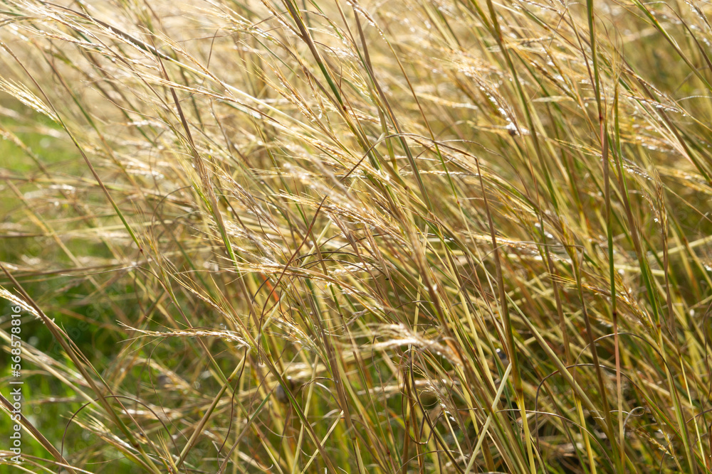 spikelets in sunlight poison close up spikelets in sunlight poison close up