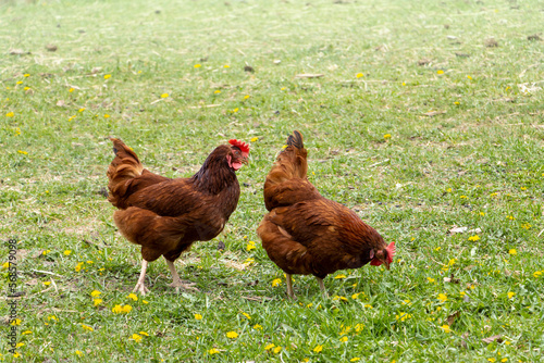 chicken on grass