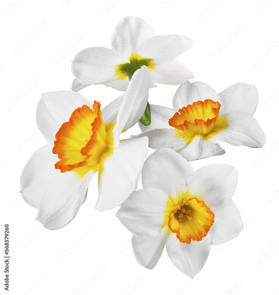 Beautiful narcissus flower isolated Beautiful narcissus flower isolated
