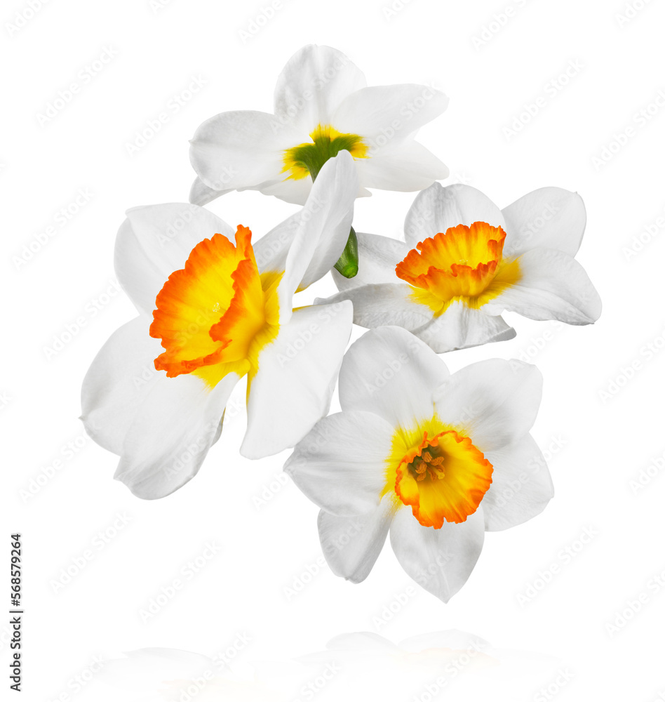 Fototapeta premium Beautiful narcissus flower isolated