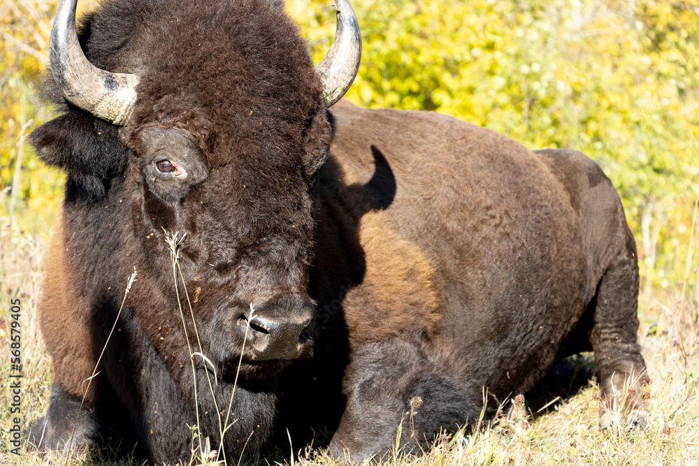 bison laying in grass at Elk Island national park bison laying in grass at Elk Island national park