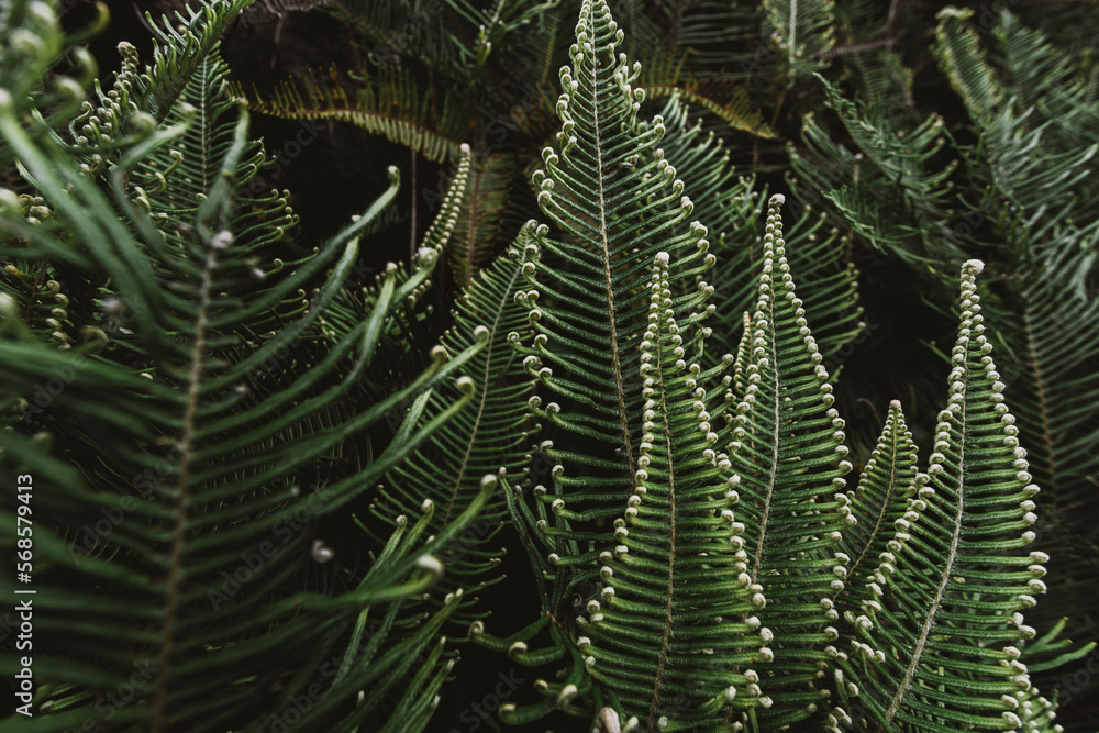Samambaia, Dicranopteris linearis Samambaia, Dicranopteris linearis