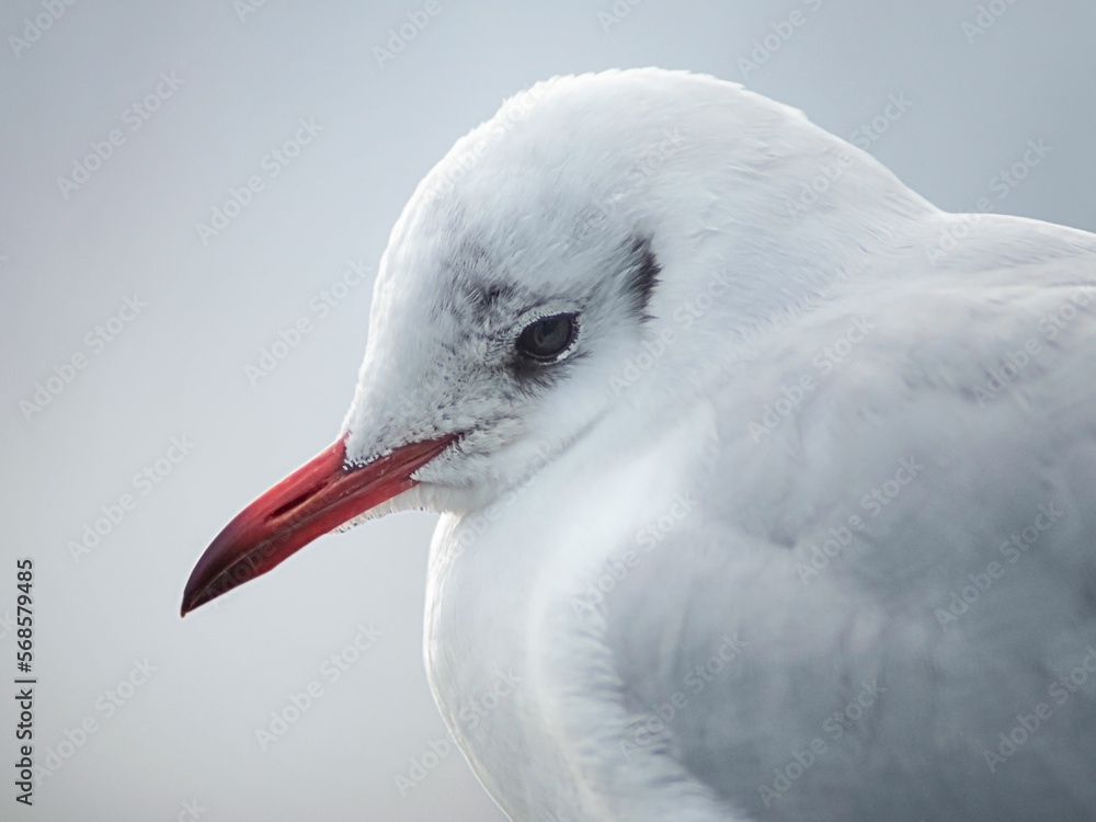 Close up of cute gull head with red beak from side on light pale blue background Close up of cute gull head with red beak from side on light pale blue background