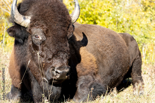 bison laying in grass at Elk Island national park