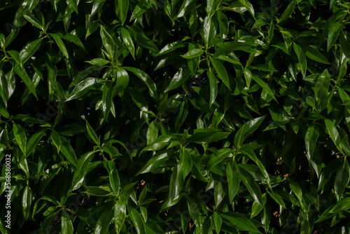green shiny leaves close-up set