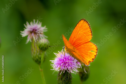 The scarce copper (Lycaena virgaureae) - orange butterfly photo