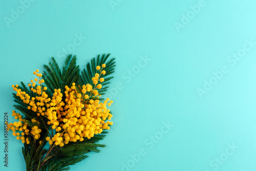 Bouquet of yellow mimosa flowers on blue background. Spring festive background. Top view, flat lay, copy space