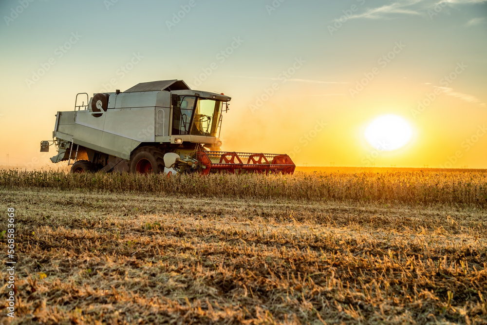Fototapeta premium The hard work of harvesting, a farmer in a combine harvester at work in a soybean field
