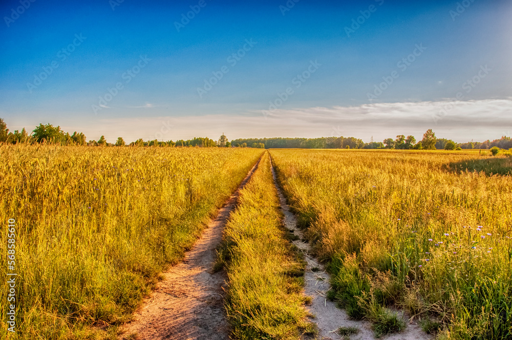 Naklejka premium Road thru fields