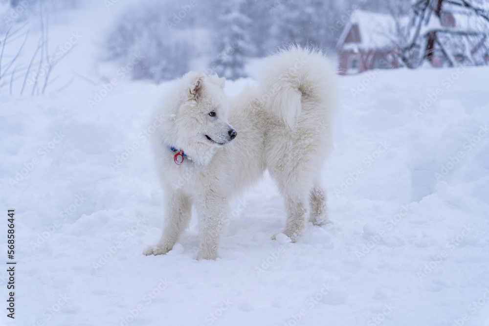 Samoyed is looking for people to spend the winter in the mountains in the snow Samoyed is looking for people to spend the winter in the mountains in the snow