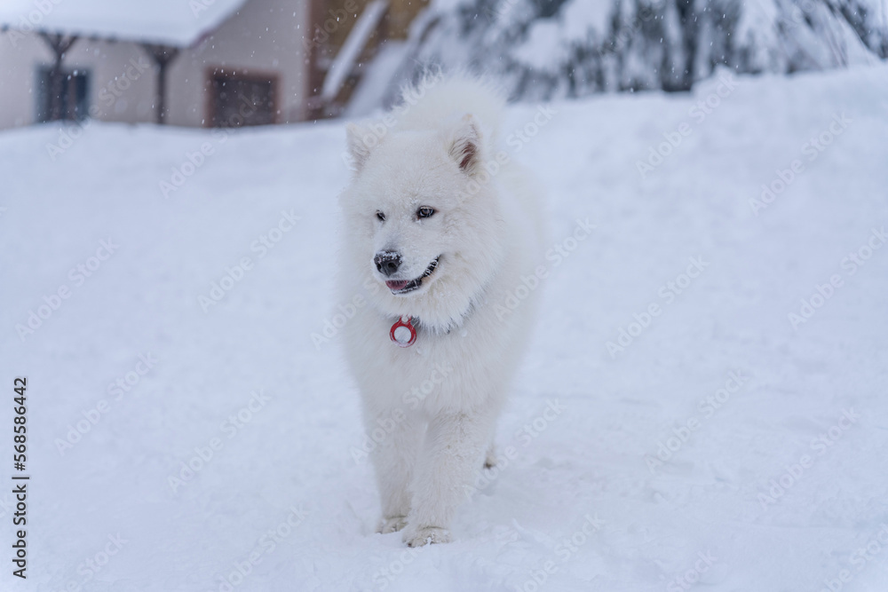 Fototapeta premium Samoyed walks in the snow in the mountains in the winter