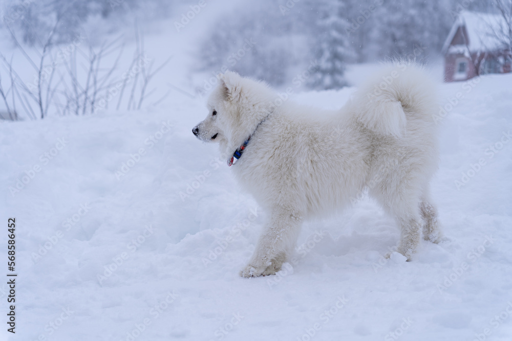 Samoyed plays in the mountains in winter on the snow