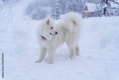 Samoyed is looking for people to spend the winter in the mountains in the snow